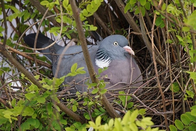 Taube Nest