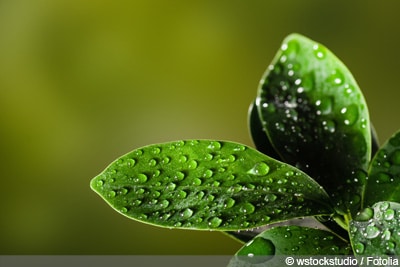 Ficus Ginseng