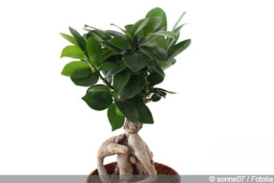 Ficus Ginseng