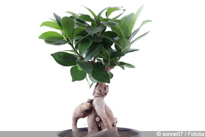 Ficus Ginseng