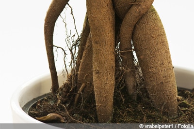 Ficus Ginseng