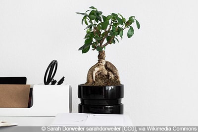 Ficus Ginseng