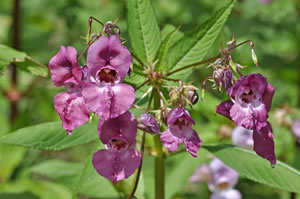 Springkraut Springkraut