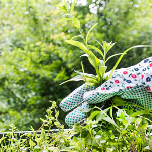 Unkraut im Garten Unkraut im Garten