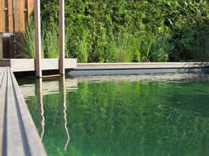 Schwimmteich Schwimmteich