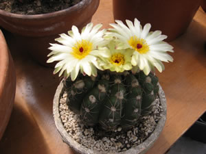 Gymnocalycium Kaktus Gymnocalycium Kaktus