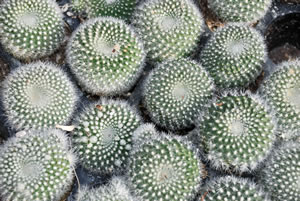Mammillaria Pflanzen