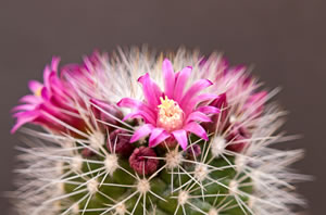 Mammillaria-Kaktus Mammillaria Kaktus