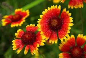 Korkadenblume Korkadenblume