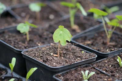 Tropaeolum