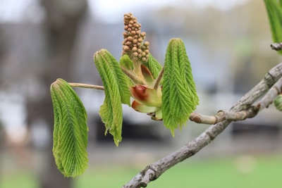 Castanea