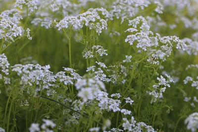 Kerbel anbauen