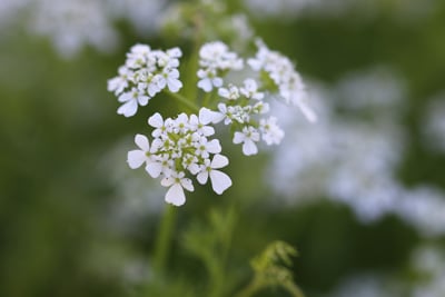 Kerbel anbauen