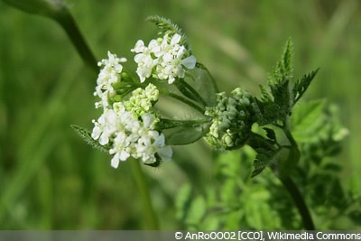 Anthriscus cerefolium