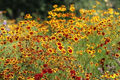 Papageienblume