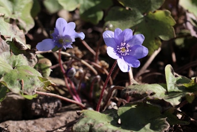 Hepatica transsilvanica