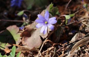 Leberblümchen