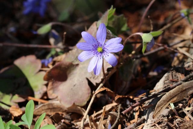 Leberblümchen