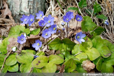 Leberblümchen