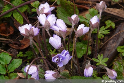 Leberblümchen Bienen Frühling