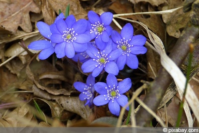 Leberblümchen