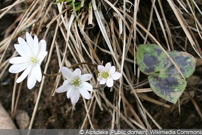 Hepatica nobilis