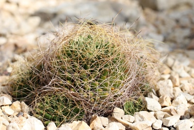 Mammillaria-Kakteen