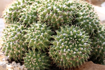 Mammillaria-Kakteen