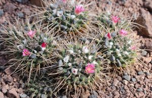 Mammillaria-Kakteen