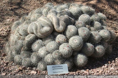 Mammillaria spinosissima