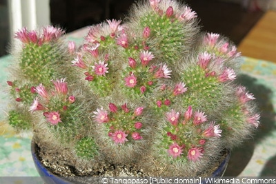 Mammillaria boscana