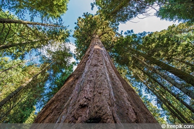 Sequoiadendron giganteum