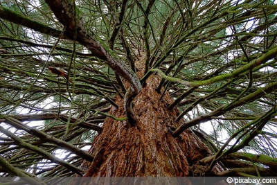 Sequoiadendron giganteum