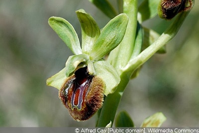 Ophrys sphegodes