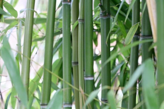 Bambuspflanzen