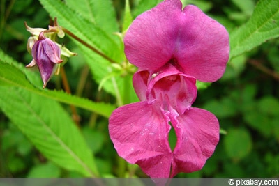 Impatiens glandulifera