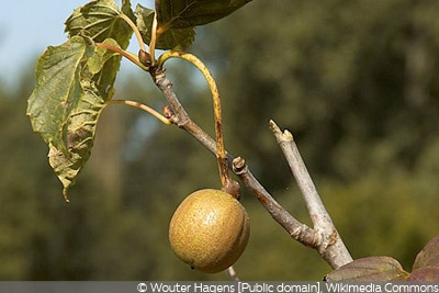 Taschentuchbaum