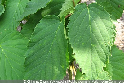 Davidia involucrata