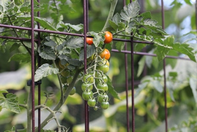 Solanum lycopersicum