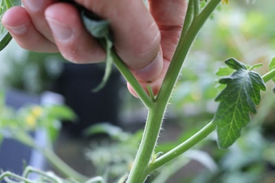 Tomaten ausgeizen