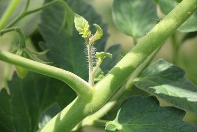 Tomaten ausgeizen