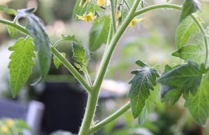 Tomaten ausgeizen