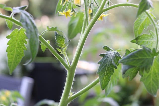 Tomaten ausgeizen