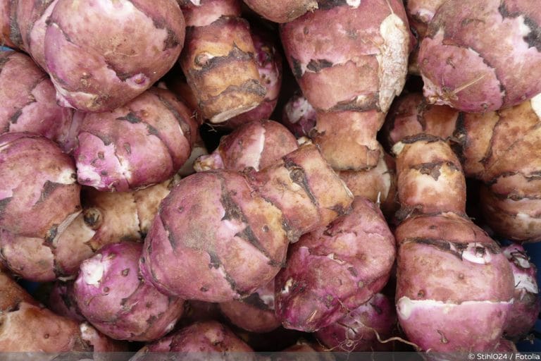 Topinambur-Anbau - Pflanzen, Pflege und Ernte - Gartendialog.de