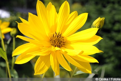 Helianthus tuberosus