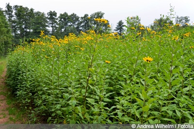 Helianthus tuberosus