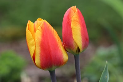 Tulipa