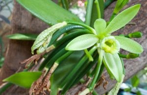 Vanille-Orchidee