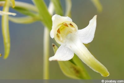 Waldhyazinthen  Freilandorchideen