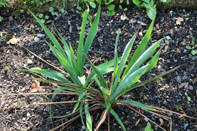 Yucca filamentosa